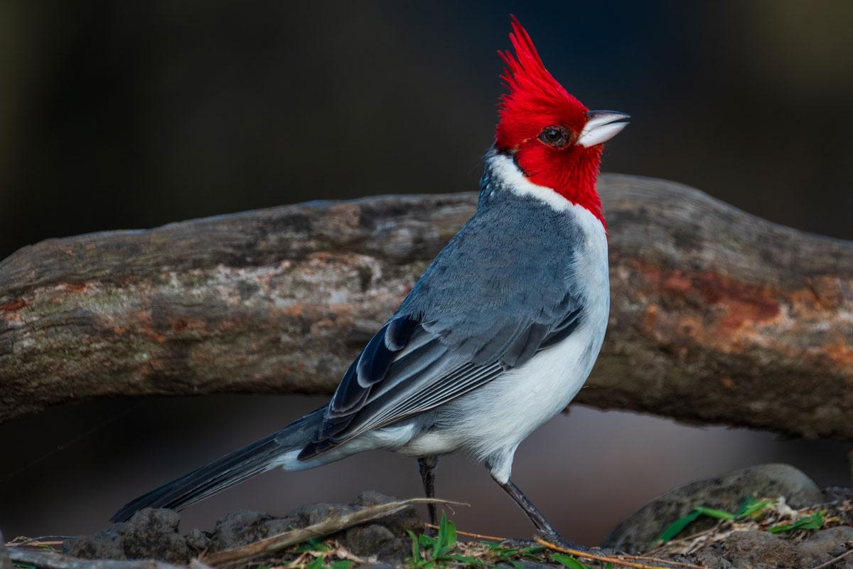 rood-kardinaal-maui-hawaii