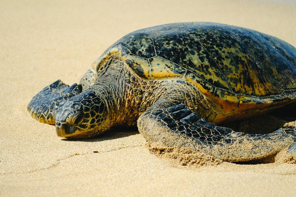 honu-zeeschildpad-maui