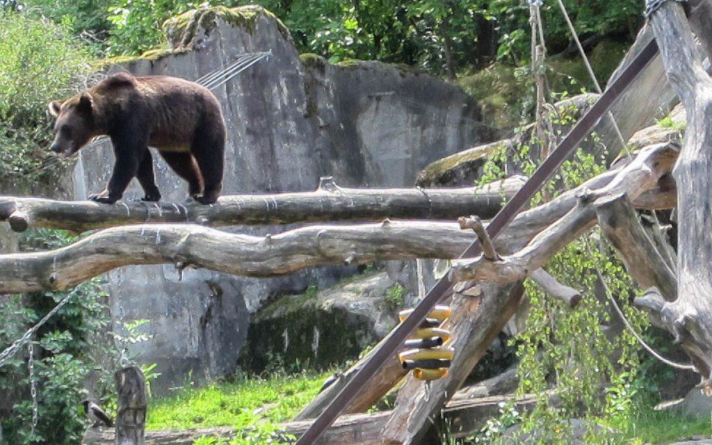 Skansen Open-Air Museum Bears | Stockholm