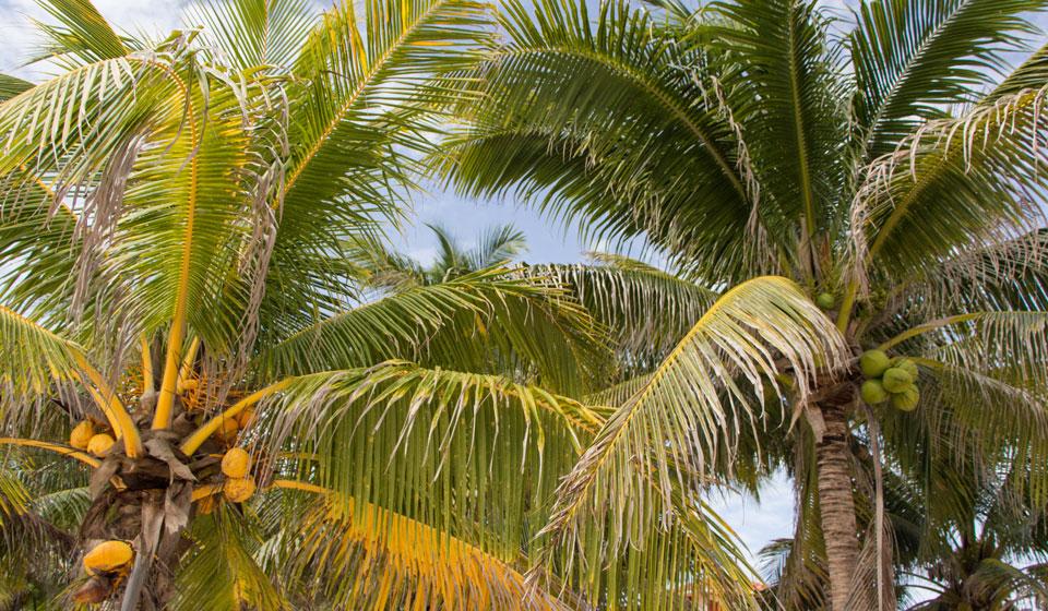 akumal_snorkeling_mexico
