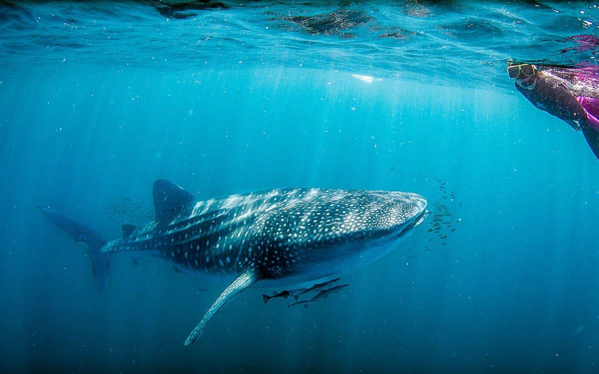 Bucket List Australia: Swim with Whale Sharks at Ningaloo Reef