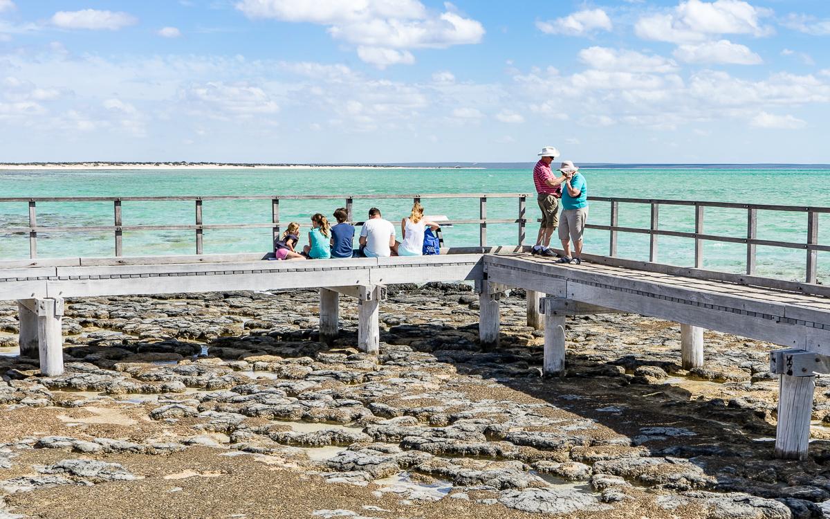 Hamelin Pool Stromatolites Western Australia