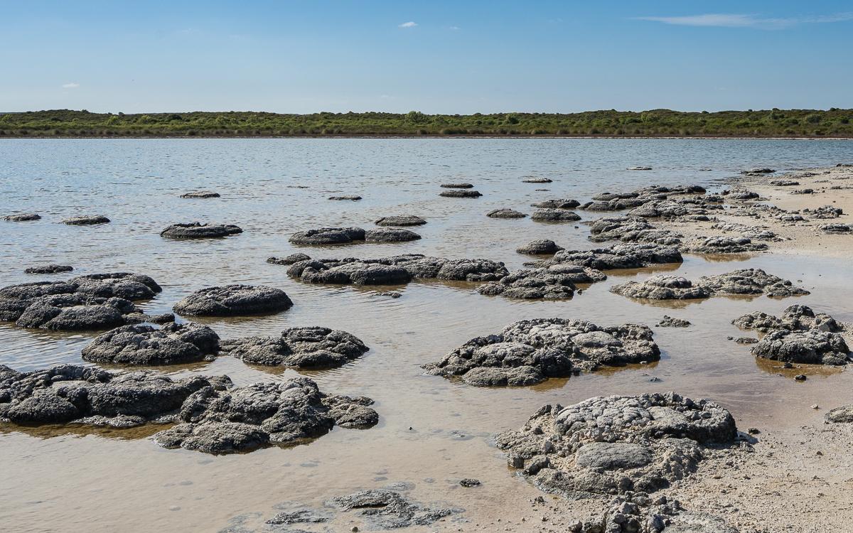 Stromatolites at Lake Thetis, Cervantes (Western Australia)
