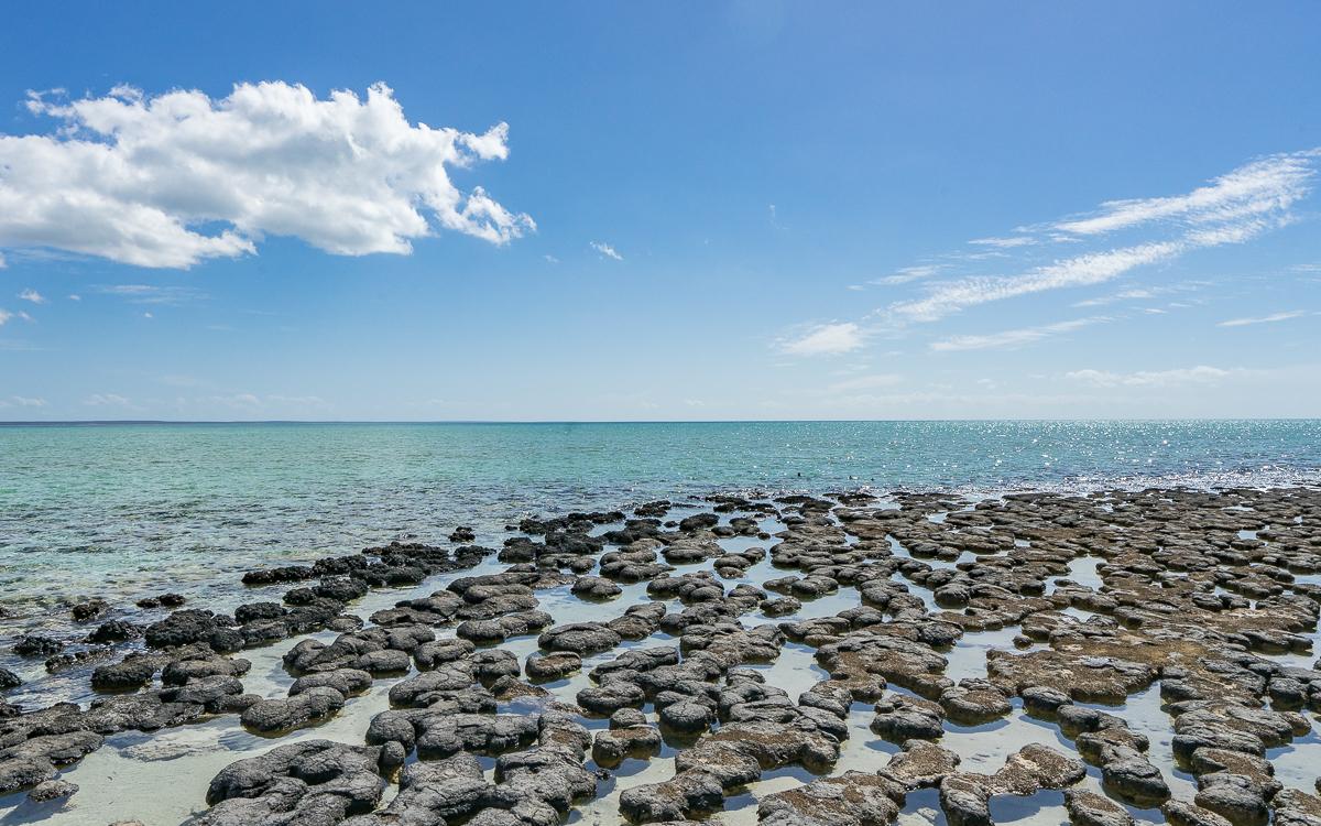 Stromatolites Hamelin Bay Western Australia Highlights