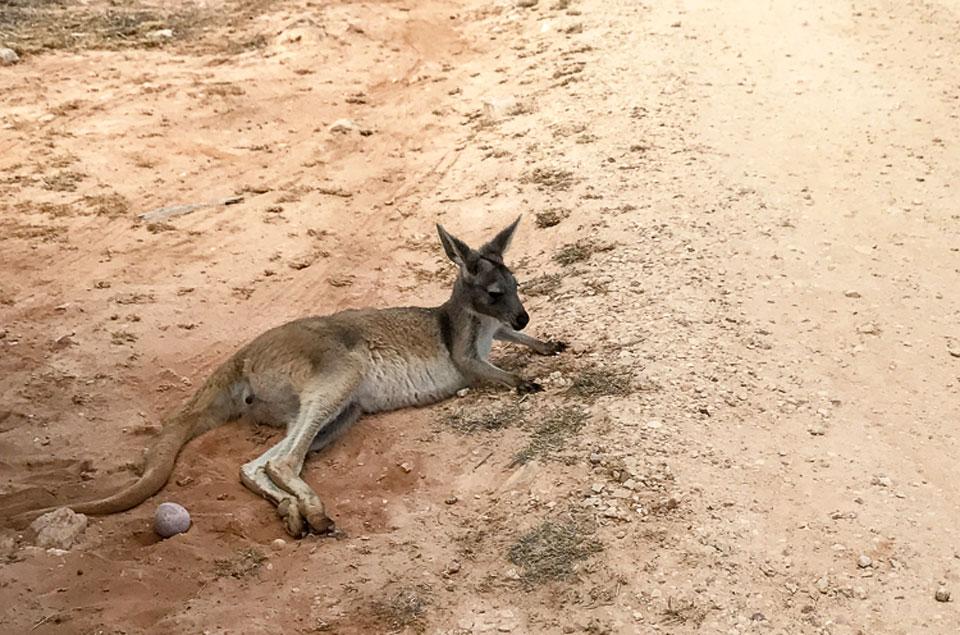 ningaloo-reef-sal-salis-kangaroo