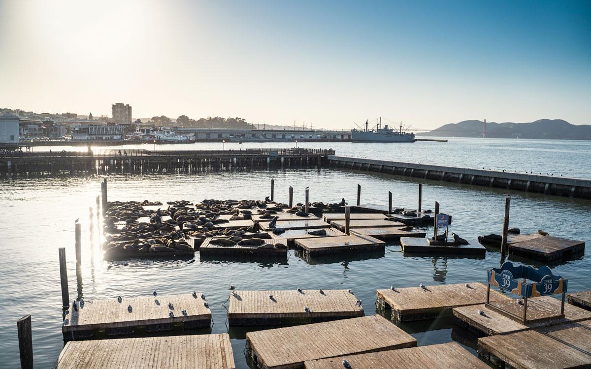 Otaries au Pier 39 (Fisherman's Wharf)