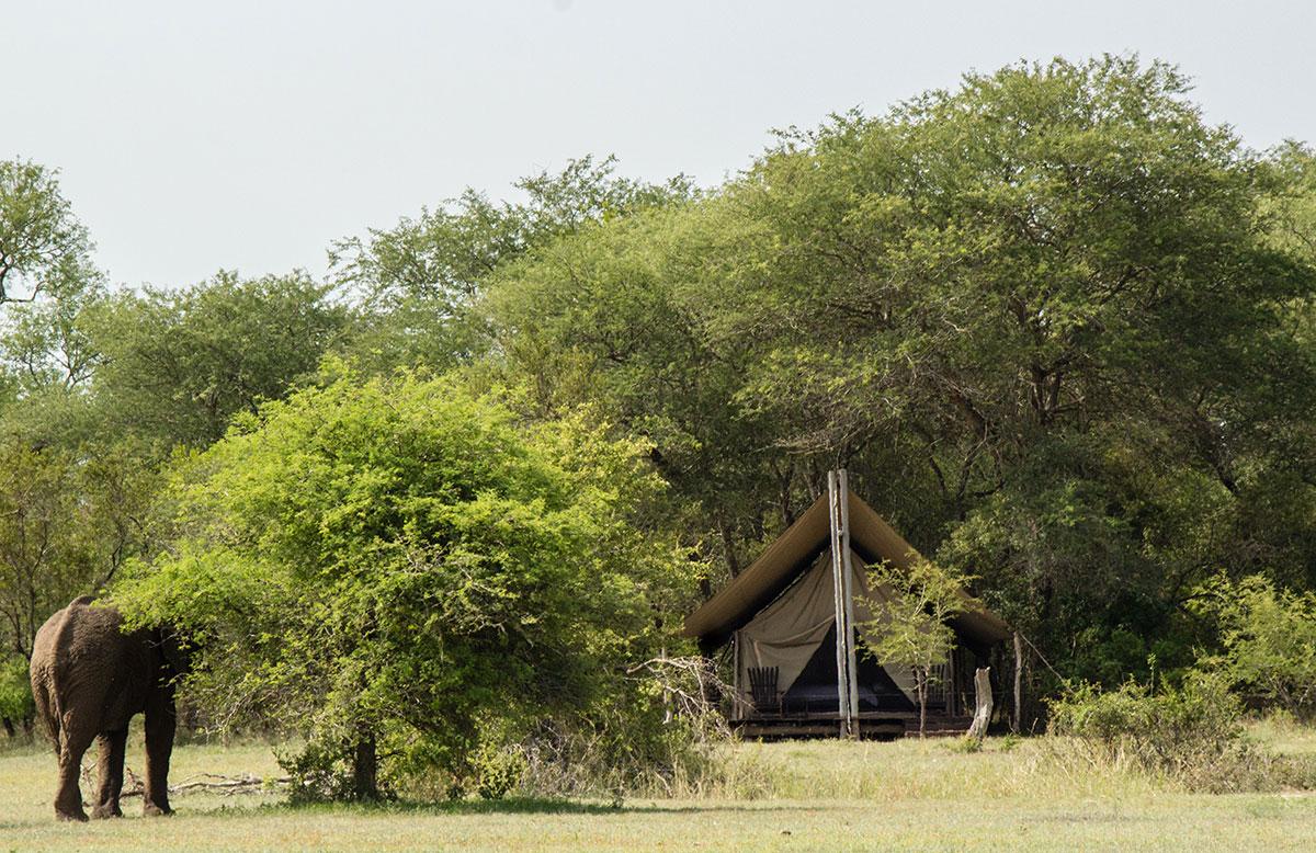 Conseils de voyage en Afrique du Sud, safari à pied dans le Parc national Kruger
