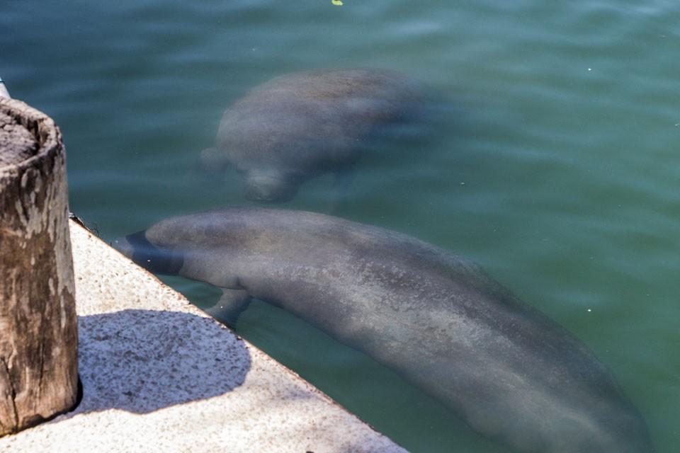 Manatees in Puerto Aventuras Yucatan