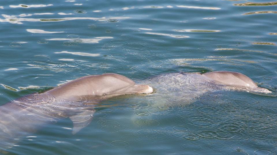 Dolphins in Puerto Aventuras Yucatan