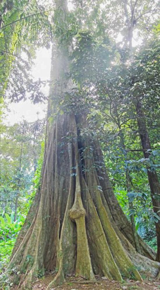 Banjan Tree