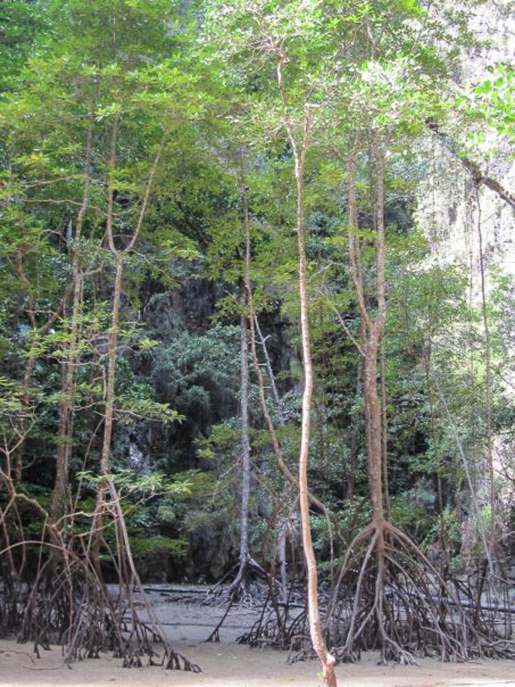 thailand_koyaonoi_phang_nga (7 de 14)