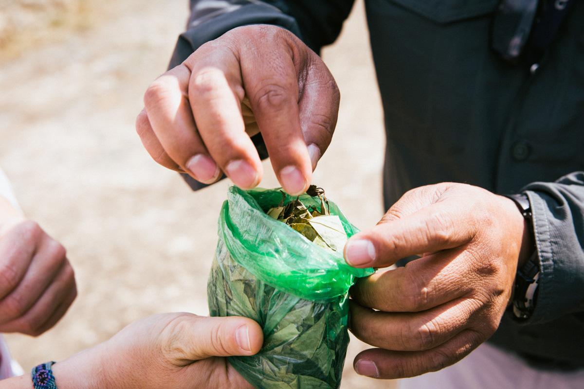 Coca bladeren tegen hoogteziekte in Peru