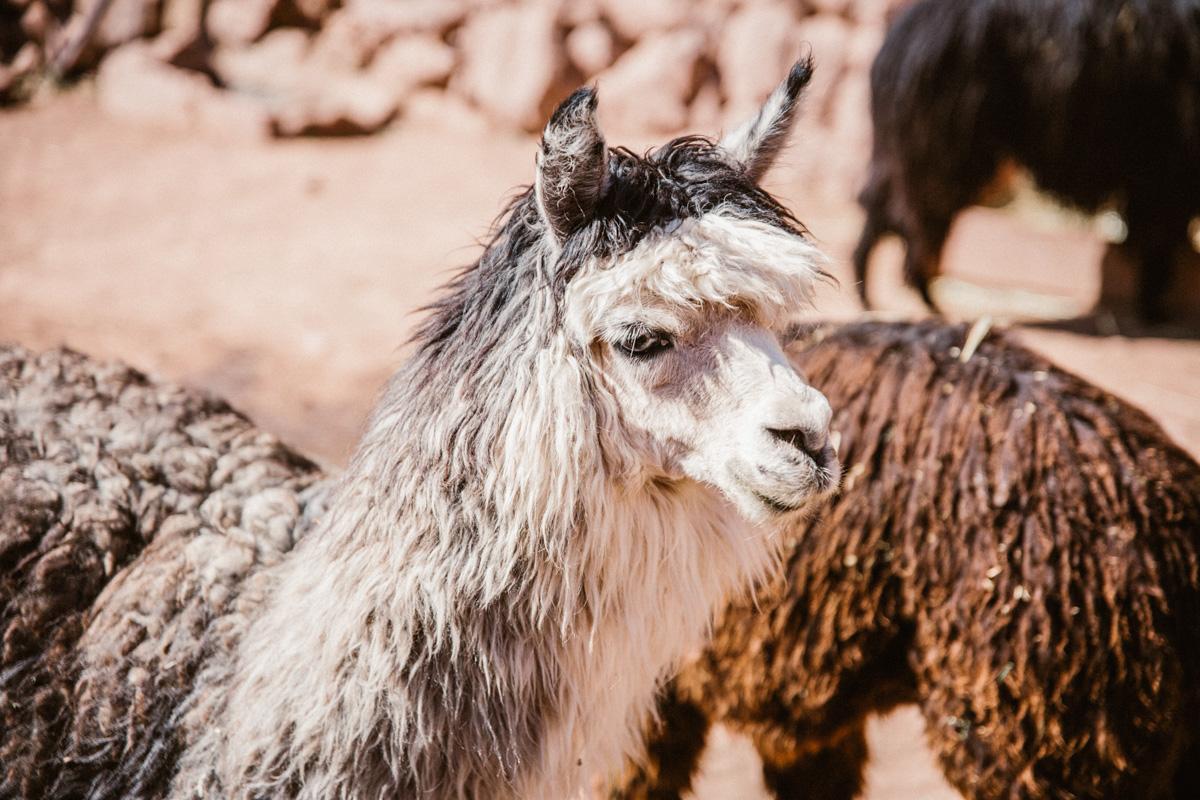 awanacancha-peru