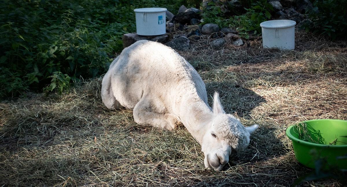 Ferme d'alpacas Mathildedal