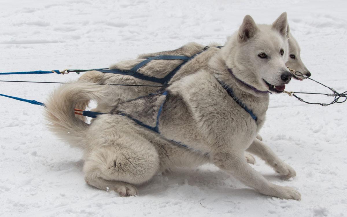 Winter Canada Rocky Mountains Dog Sledding Canmore Resting Huskies