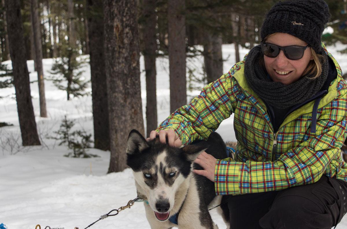 Dog Sledding Winter Canada Rocky Mountains