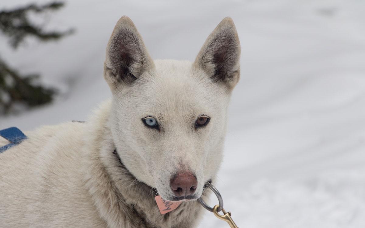 Winter Canada Rocky Mountains Husky