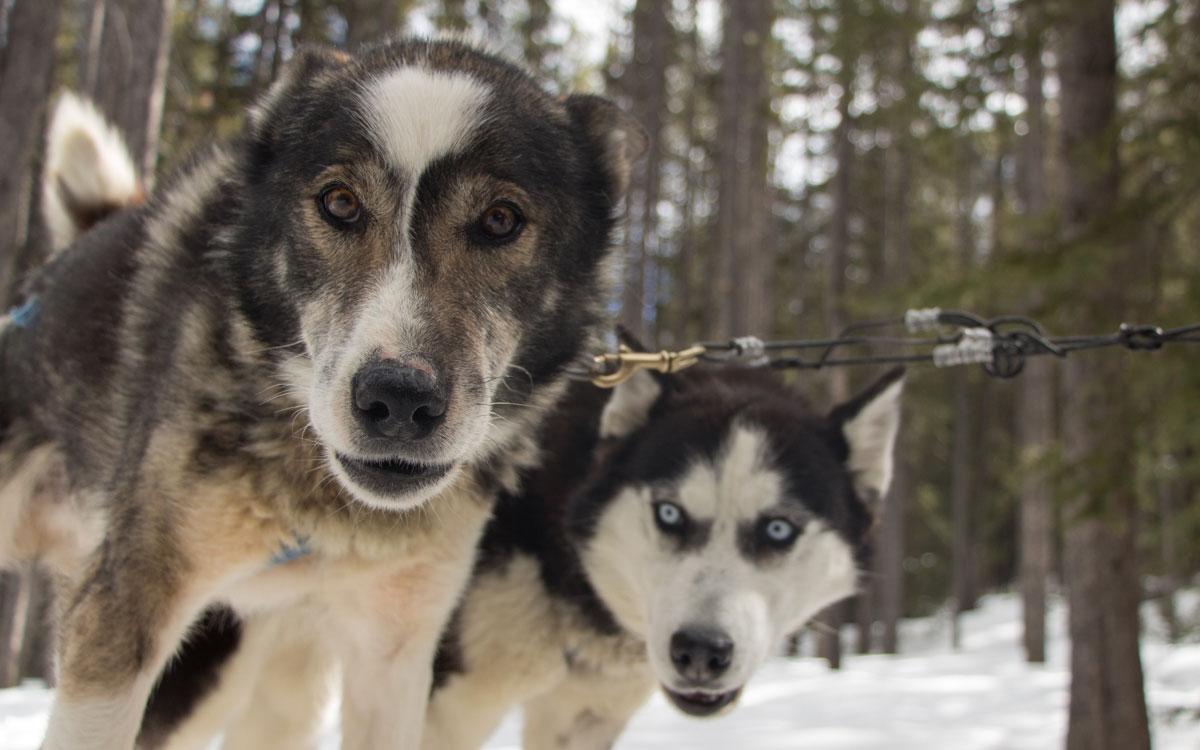 Dog Sledding Dogs Winter Canada Rocky Mountains