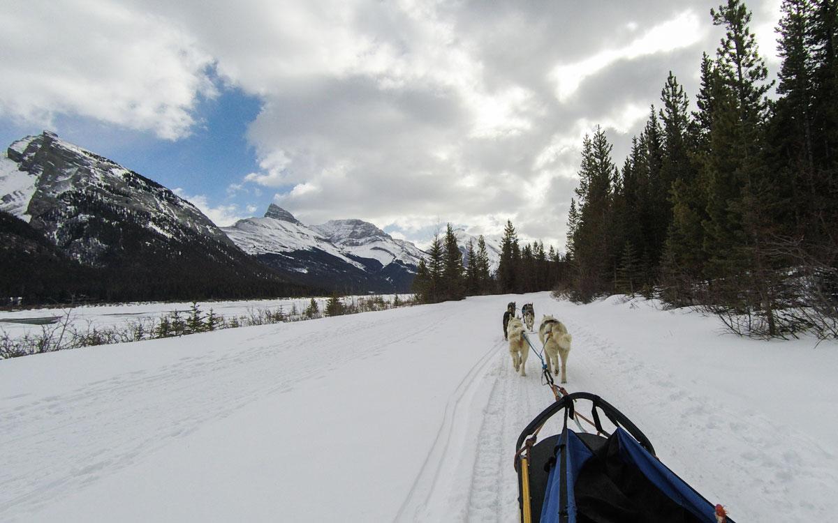 Winter Canada Rocky Mountains Dog Sledding in Canmore Spray Lake Provincial Park