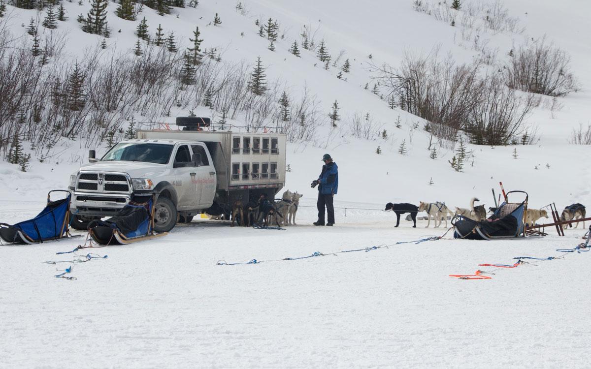 Winter Canada Rocky Mountains Dog Sledding