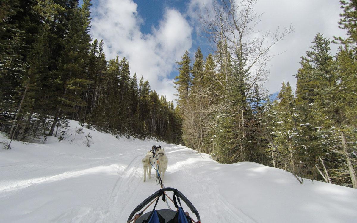 Winter Canada Rocky Mountains Dog Sledding Banff