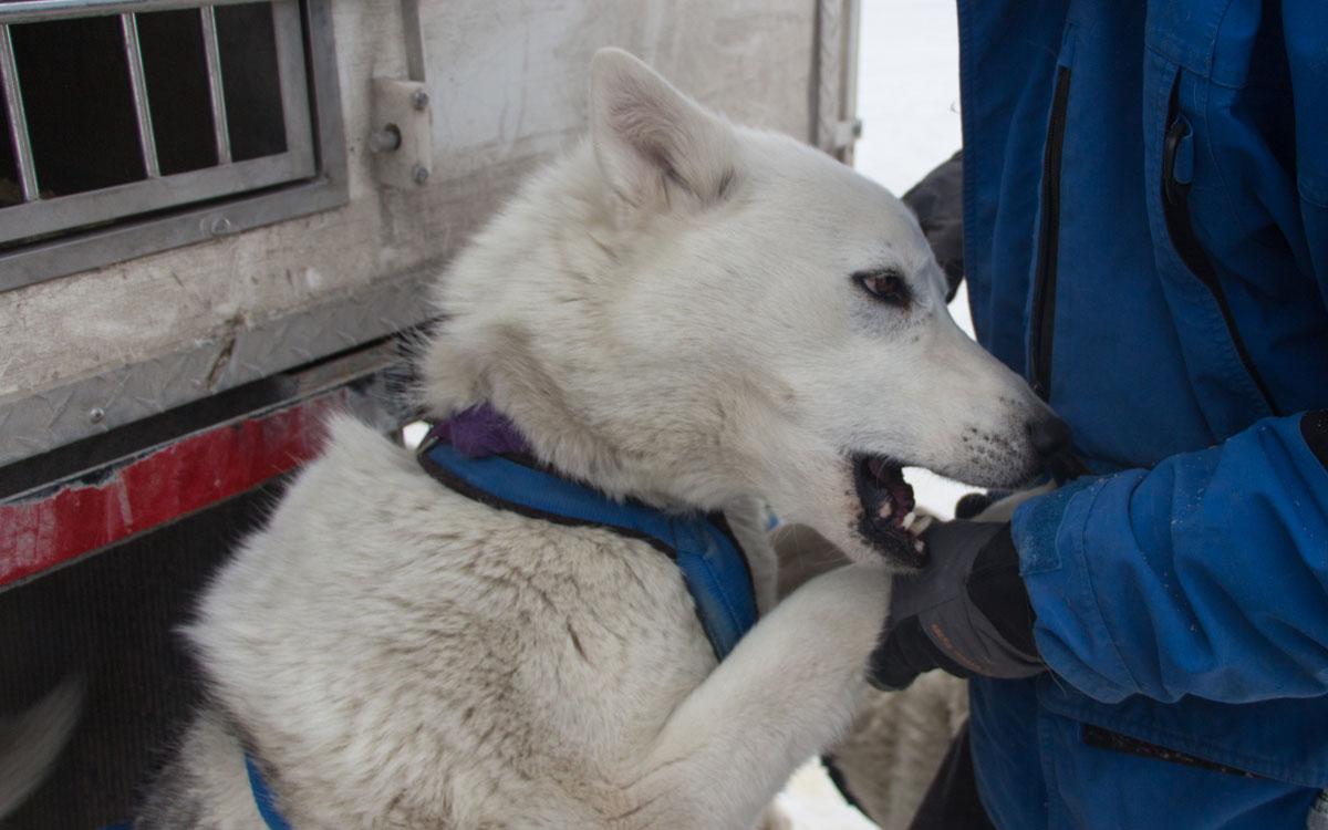 Winter Canada Rocky Mountains Dog Sledding Canmore