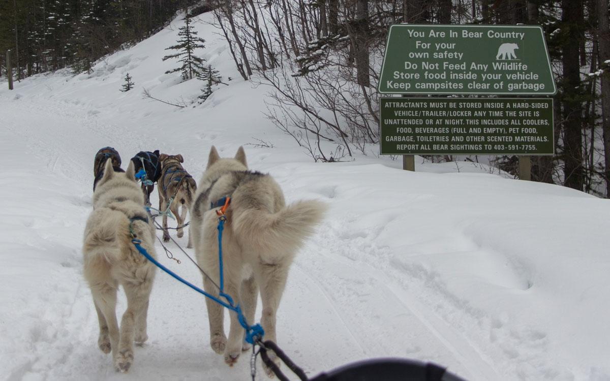 Winter Canada Rocky Mountains Dog Sledding Canmore National Park