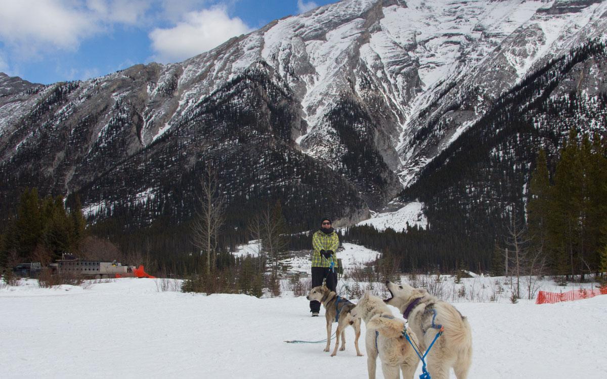 Winter Canada Rocky Mountains Dog Sledding Leashing Dogs