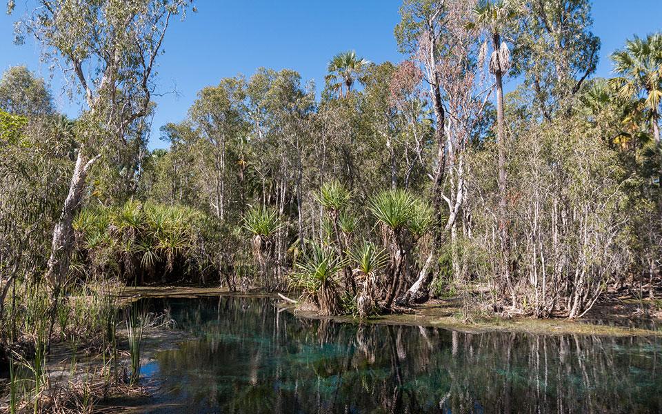 bitter-springs-elsey-nationalpark-australien