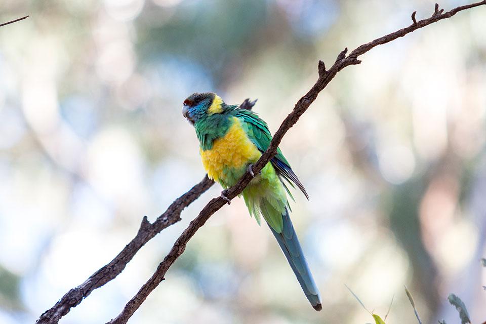 Ring Parakeet Flinders Ranges Australia