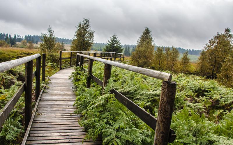 België wandelen Wallonië Hoge Venn