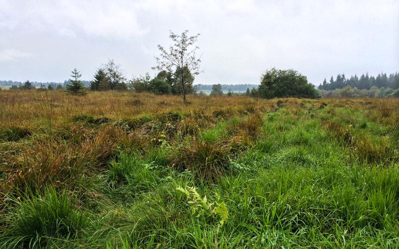 Landschap Hoge Venn Wandeling