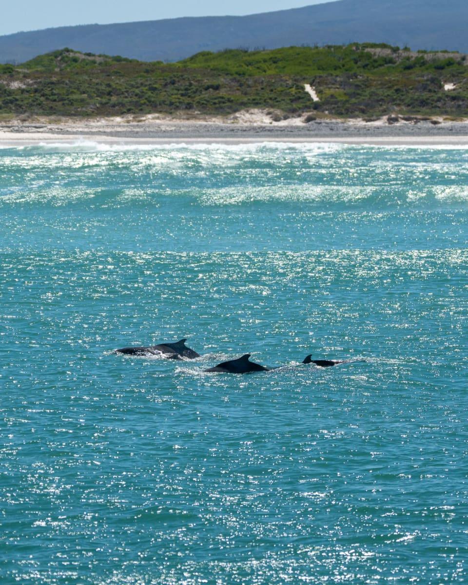 Volunteering in South Africa: Protecting Penguins in Gansbaai