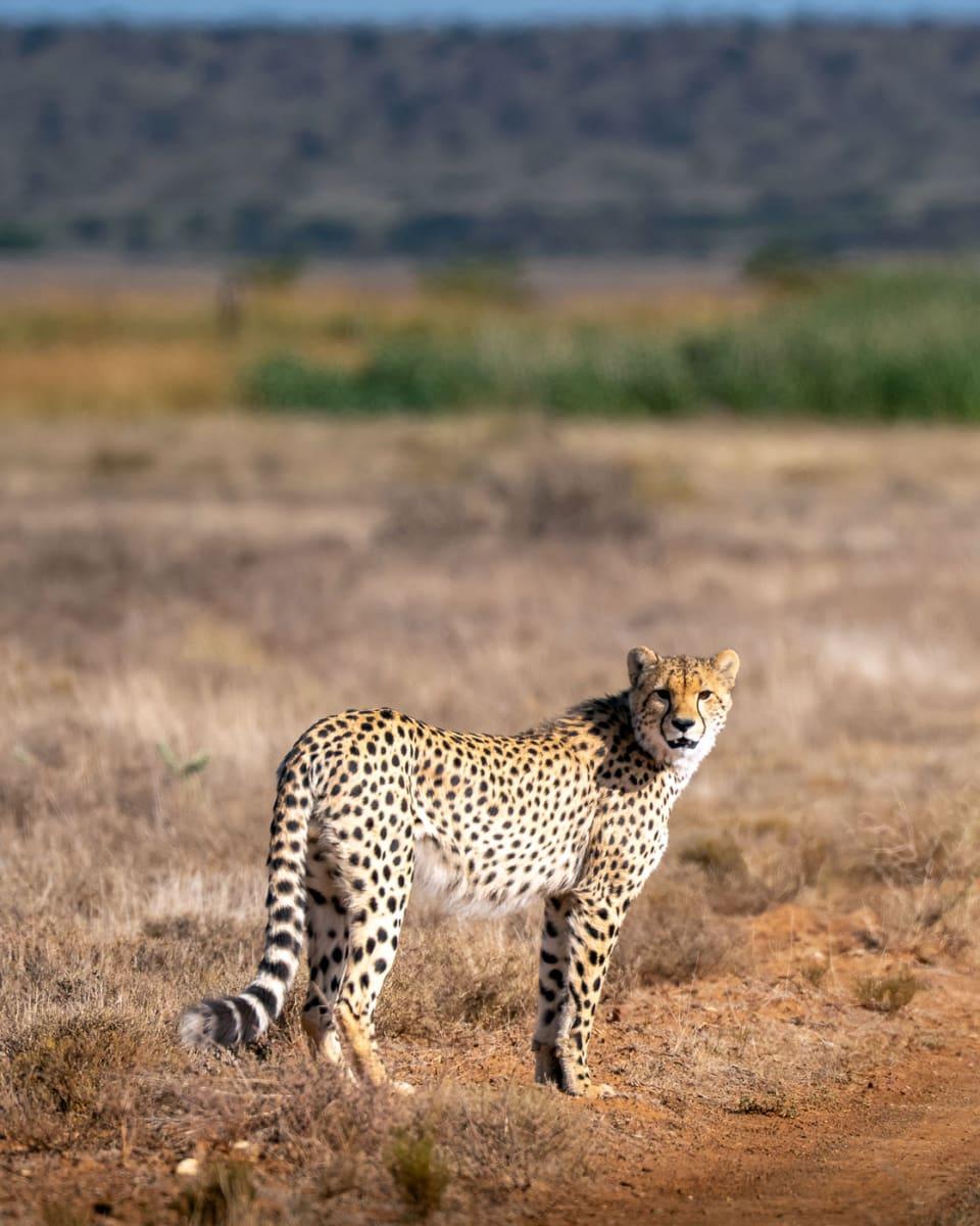 Kishindo Private Game Reserve South Africa