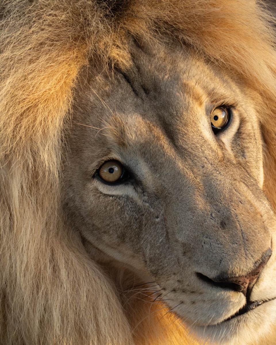Experience Mont Eco Game Reserve: Big 5 Safari Near Cape Town