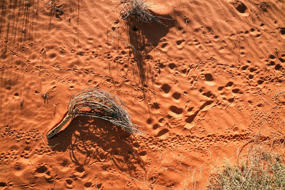 Visit to Kgalagadi Transfrontier National Park - A Hidden Gem in South Africa