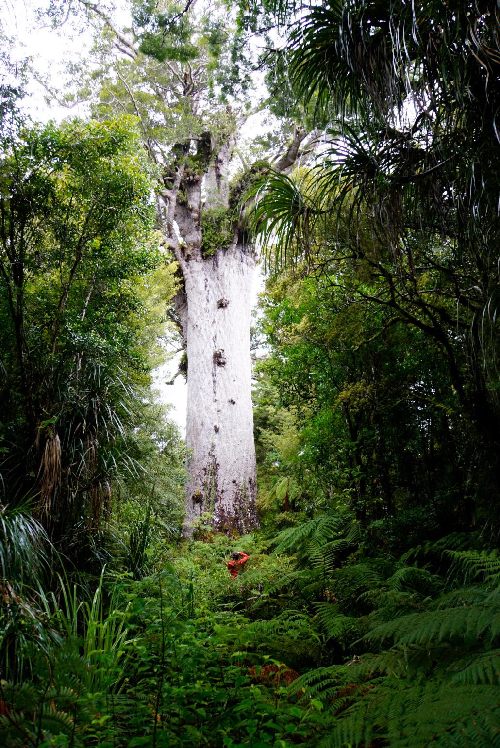 New Zealand Attractions