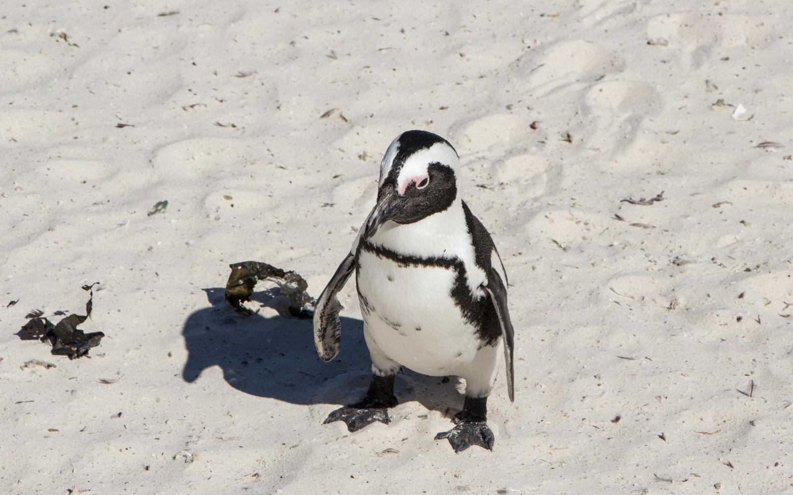 Cape Peninsula: Attractions, Map, and Many Tips