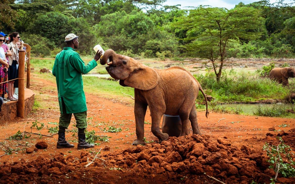 My Visit to the Sheldrick Wildlife Trust in Nairobi