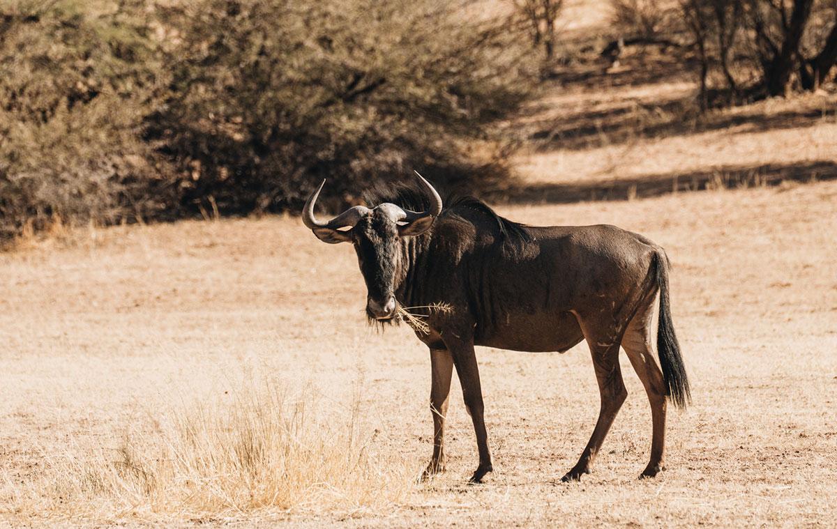 Experience Report: !Xaus Lodge in Kgalagadi Transfrontier Park - Is It Worth It?