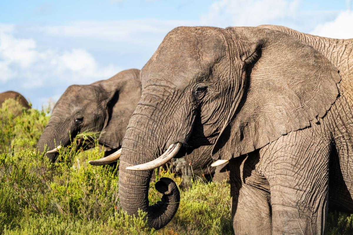 Experience at Gondwana Game Reserve: Is a Safari along the Garden Route Worth It?
