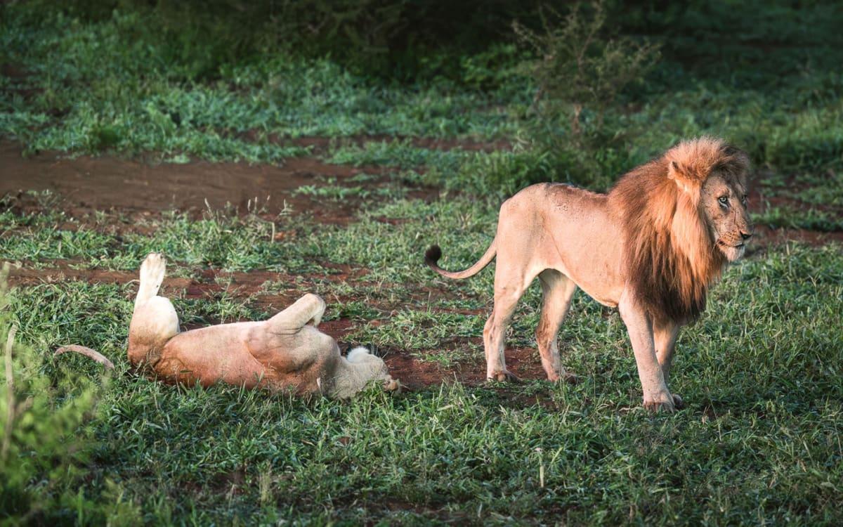 Differences Between Game Reserves & National Parks - Pros and Cons